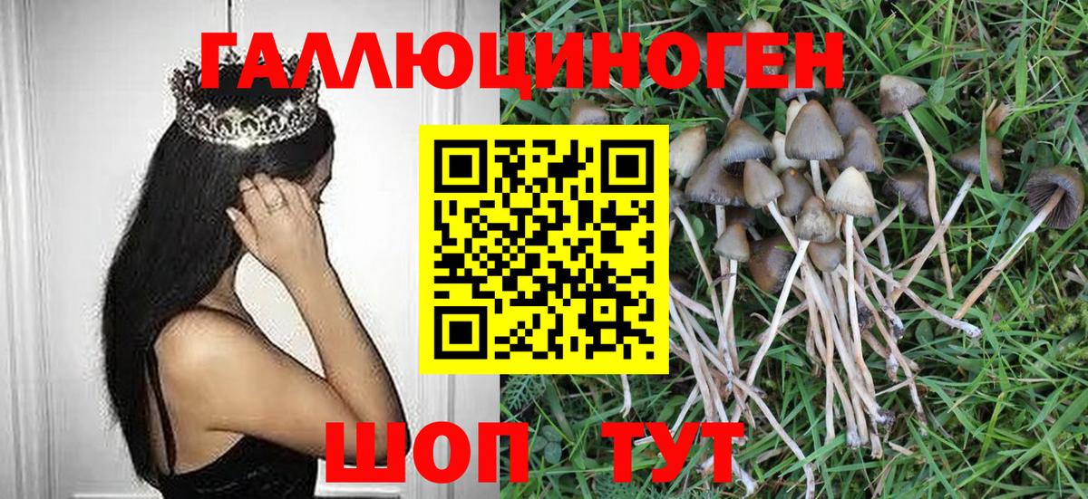 дарнет шоп  Псилоцибиновые грибы Psilocybe  Вход с VPN  Новосибирск 